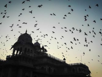 fly-back-home-birds-fly-2716563 fly back home, birds, fly-2716563.jpg